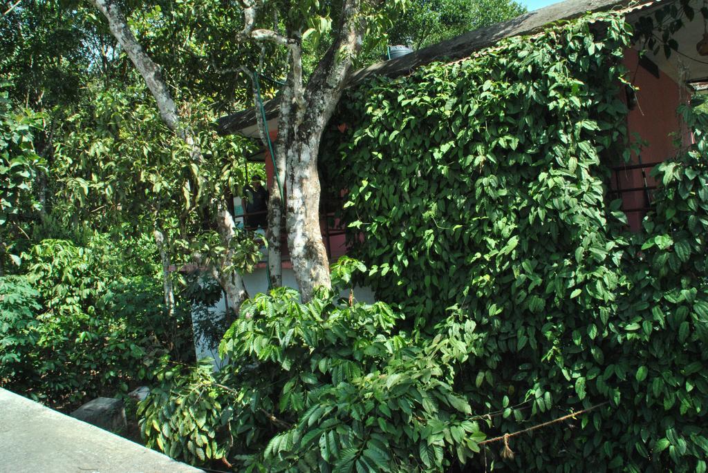 Jungleparadiso Homestay Thekkady Buitenkant foto