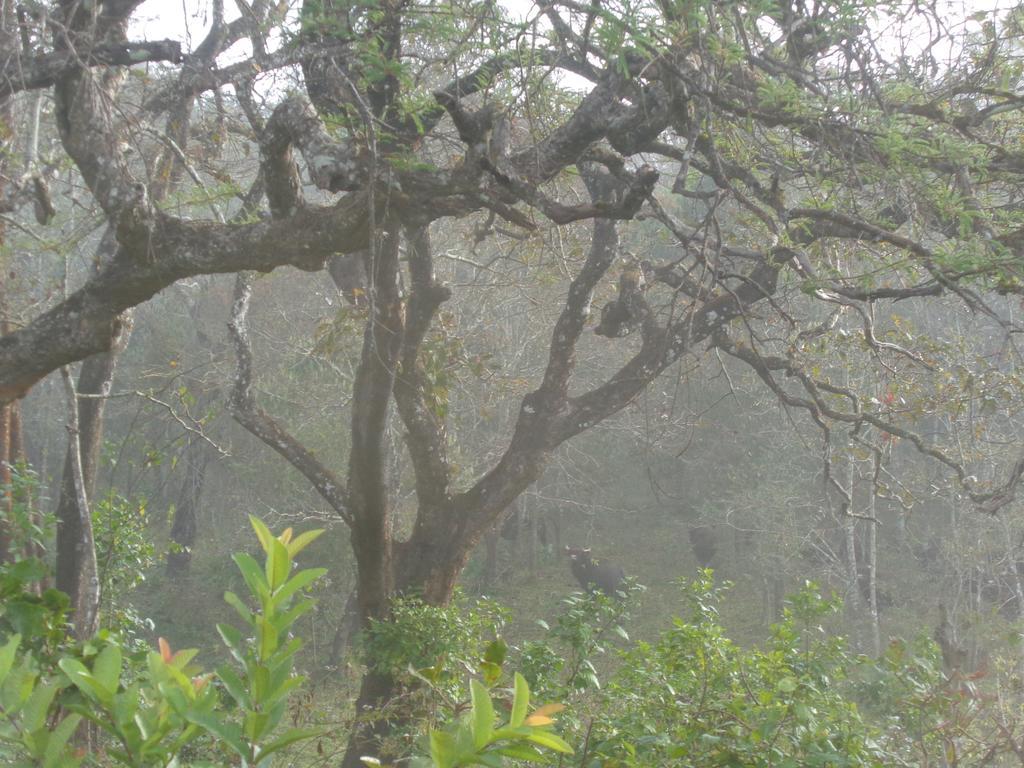 Jungleparadiso Homestay Thekkady Buitenkant foto