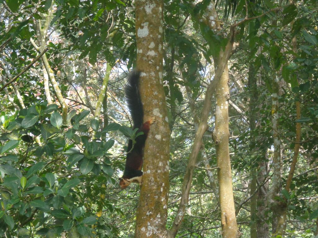 Jungleparadiso Homestay Thekkady Buitenkant foto