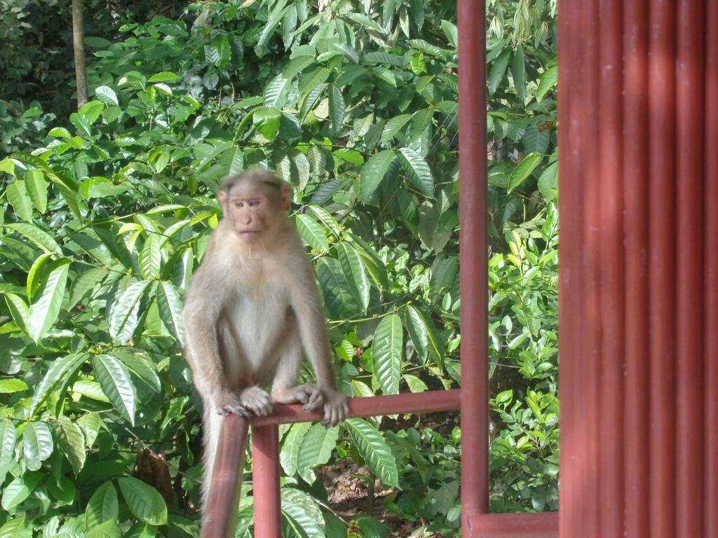 Jungleparadiso Homestay Thekkady Buitenkant foto